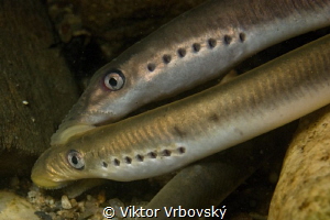 (Lampetra planeri) – European Brook Lamprey by Viktor Vrbovský 